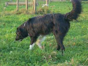 Domino2011-12-03neu 017.jpg